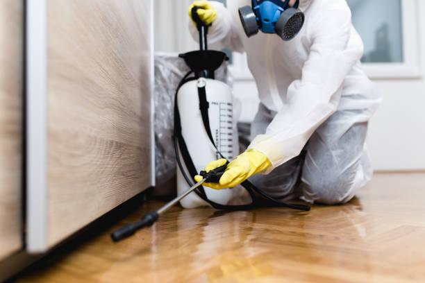 Best Wasp Removal Services  in Custer, SD